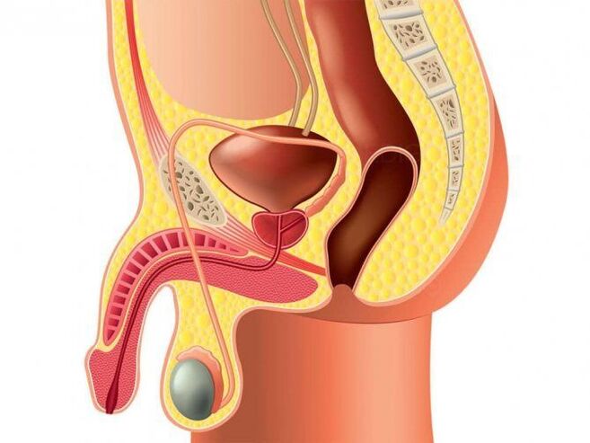 Structure of the genital organ